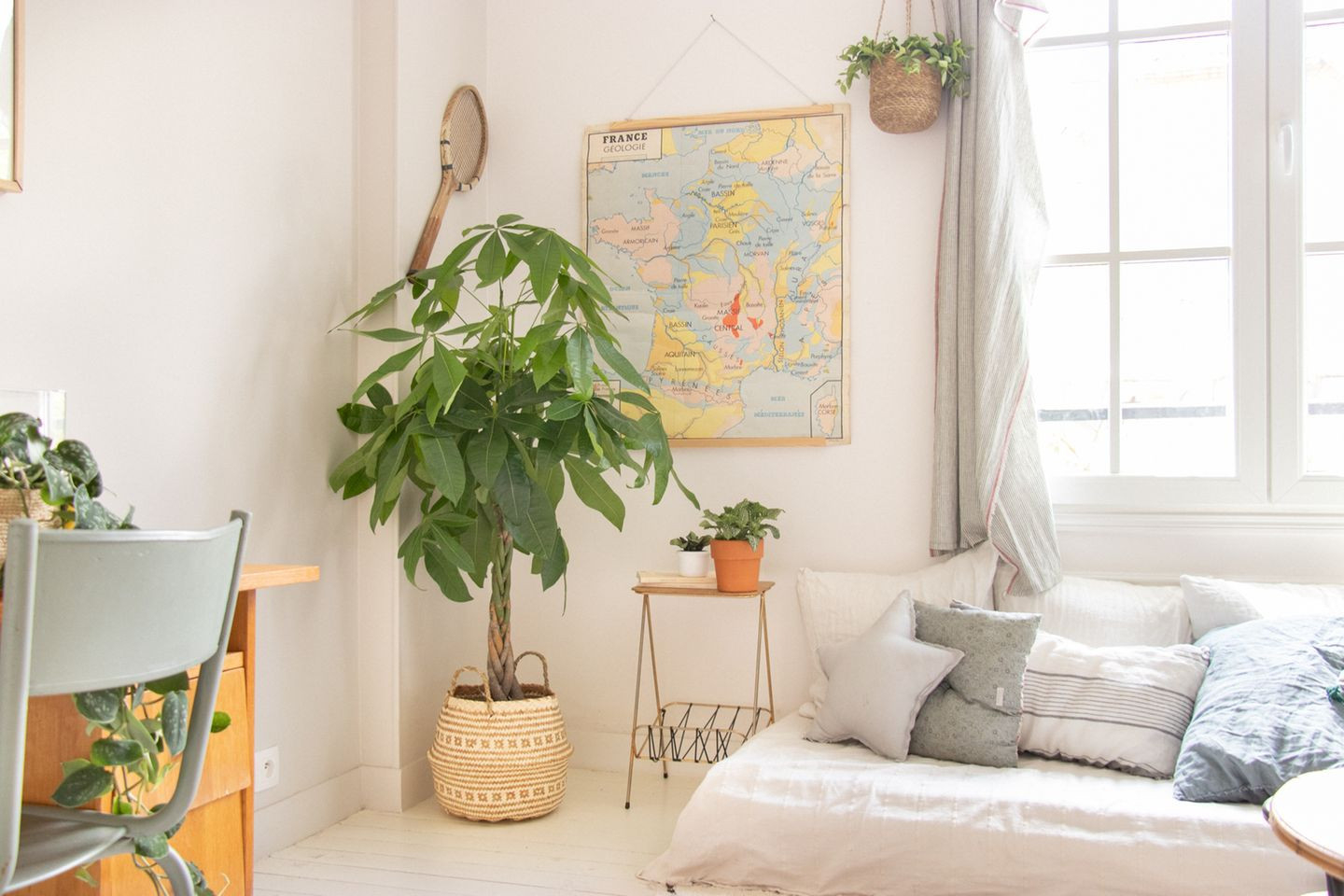 Zimmerbaum: Imposante Zimmerpflanze Mit Charme - [Schöner Wohnen] within Grünpflanzen Wohnzimmer